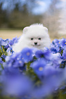 white Pomeranian puppy