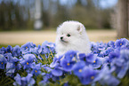 white Pomeranian puppy