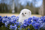 white Pomeranian puppy