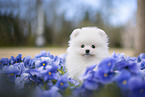 white Pomeranian puppy