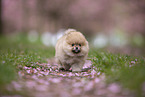 Pomeranian puppy in cherry blossom