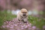 Pomeranian puppy in cherry blossom