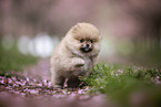 Pomeranian puppy in cherry blossom