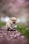 Pomeranian puppy in cherry blossom