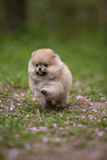 Pomeranian puppy in cherry blossom