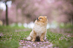 Pomeranian puppy in cherry blossom