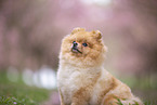 Pomeranian puppy in cherry blossom