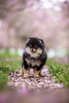 Pomeranian puppy in cherry blossom