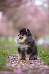 Pomeranian puppy in cherry blossom