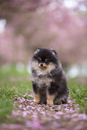 Pomeranian puppy in cherry blossom