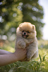 Pomeranian puppy