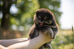 Pomeranian puppy