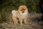 Pomeranian puppy in cherry blossom