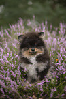 Pomeranian puppy