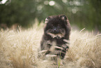 Pomeranian puppy