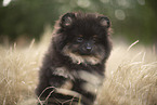 Pomeranian puppy