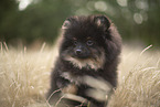 Pomeranian puppy