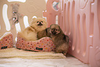 Pomeranian puppy in kennel