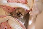 Pomeranian puppy in kennel