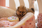 Pomeranian puppy in kennel