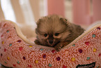 Pomeranian puppy in kennel