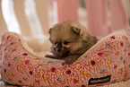 Pomeranian puppy in kennel