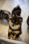 Pomeranian puppy in kennel