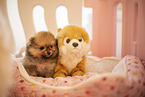 Pomeranian puppy in kennel