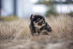 Pomeranian puppy