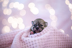 Pomeranian in first week of life