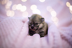 Pomeranian in first week of life