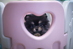 Pomeranian puppy in kennel