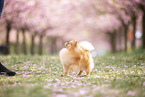 Pomeranian puppy in cherry blossom