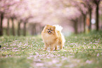 Pomeranian puppy in cherry blossom