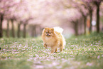 Pomeranian puppy in cherry blossom