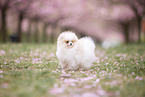 Pomeranian puppy in cherry blossom