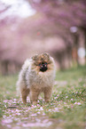 Pomeranian puppy in cherry blossom