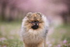 Pomeranian puppy in cherry blossom