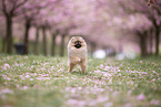 Pomeranian puppy in cherry blossom