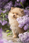 Pomeranian