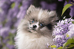 Pomeranian