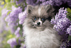 Pomeranian