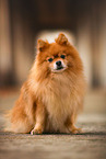 Pomeranian