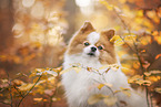 Pomeranian at autumn