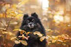 Pomeranian at autumn