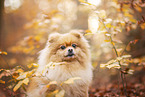 Pomeranian at autumn