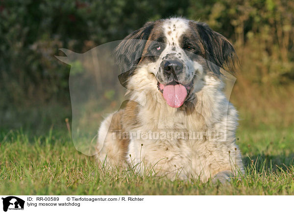 liegender Moskauer Wachhund / lying moscow watchdog / RR-00589
