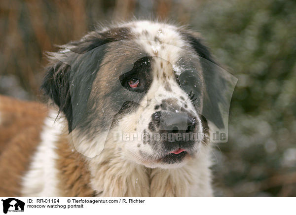 Moskauer Wachhund Portrait / moscow watchog portrait / RR-01194