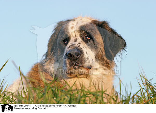 Moskauer Wachhund / Moscow Watchdog Portrait / RR-00741