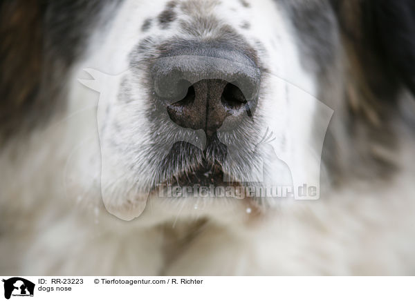 Hundenase / dogs nose / RR-23223